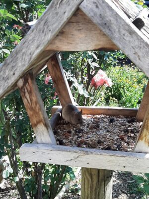 eine Maus sitzt im Herbst im Vogelhäuschen und frisst Sonnenblumenkerne
