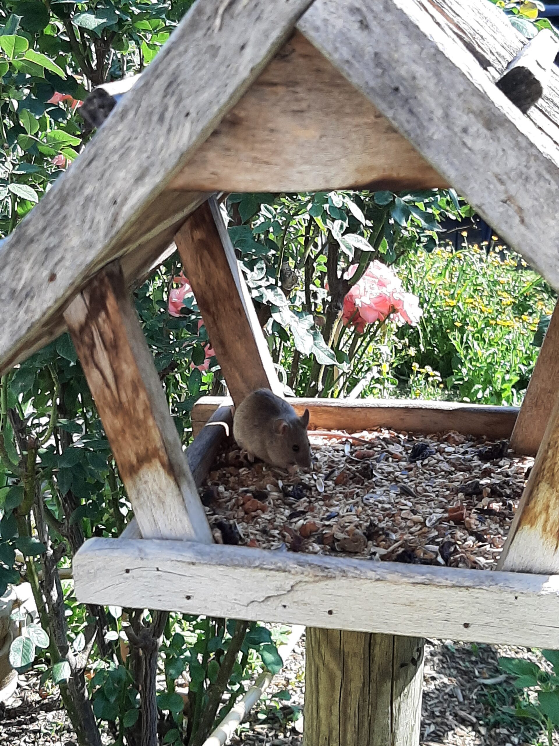 eine Maus sitzt im Herbst im Vogelhäuschen und frisst Sonnenblumenkerne