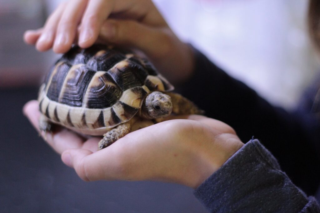 schildkröte Weiqi - den Schildkrötenpanzer stärken - so stark gegen äußere Einflüsse werden, wie eine Schildkröte